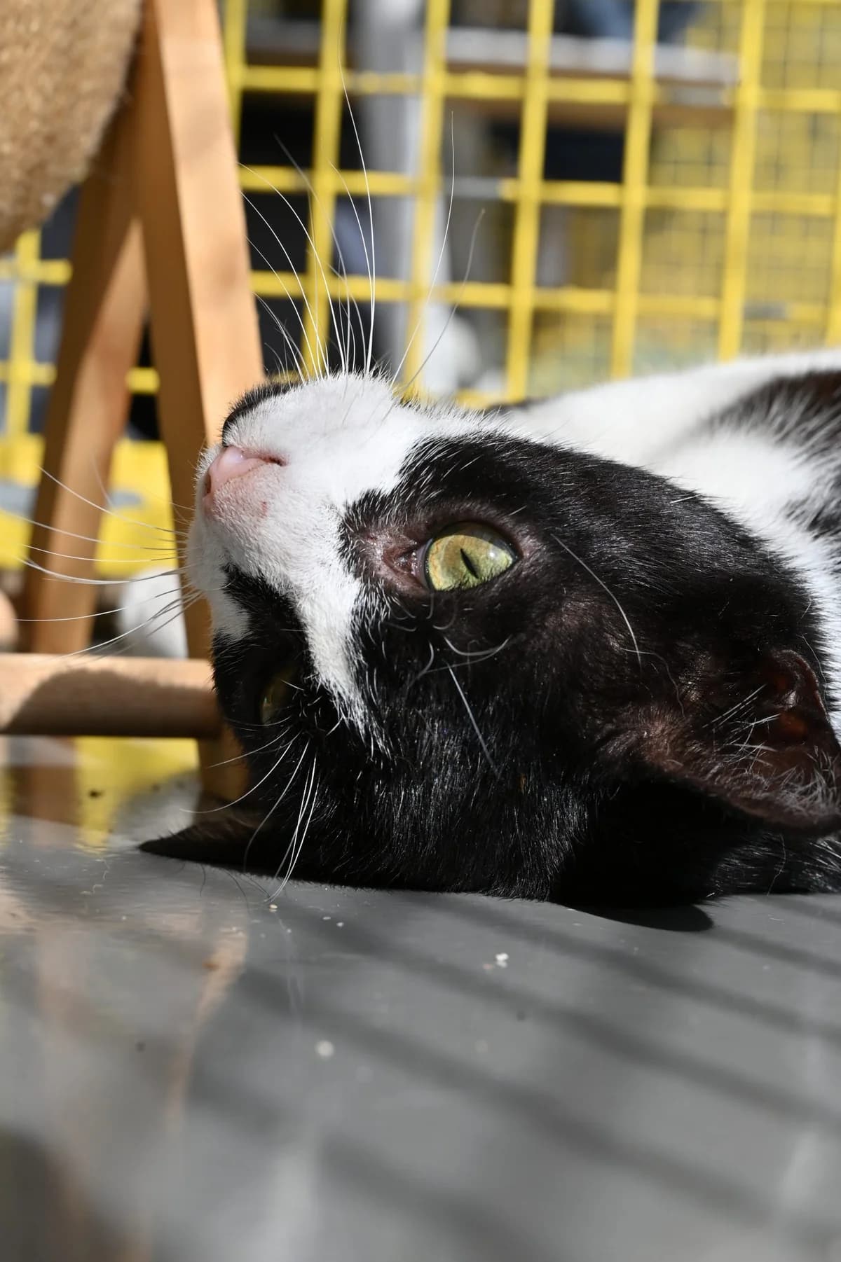 Meister Eder, Mixed Breed for adoption at Tierschutzverein Minden e.V., Minden