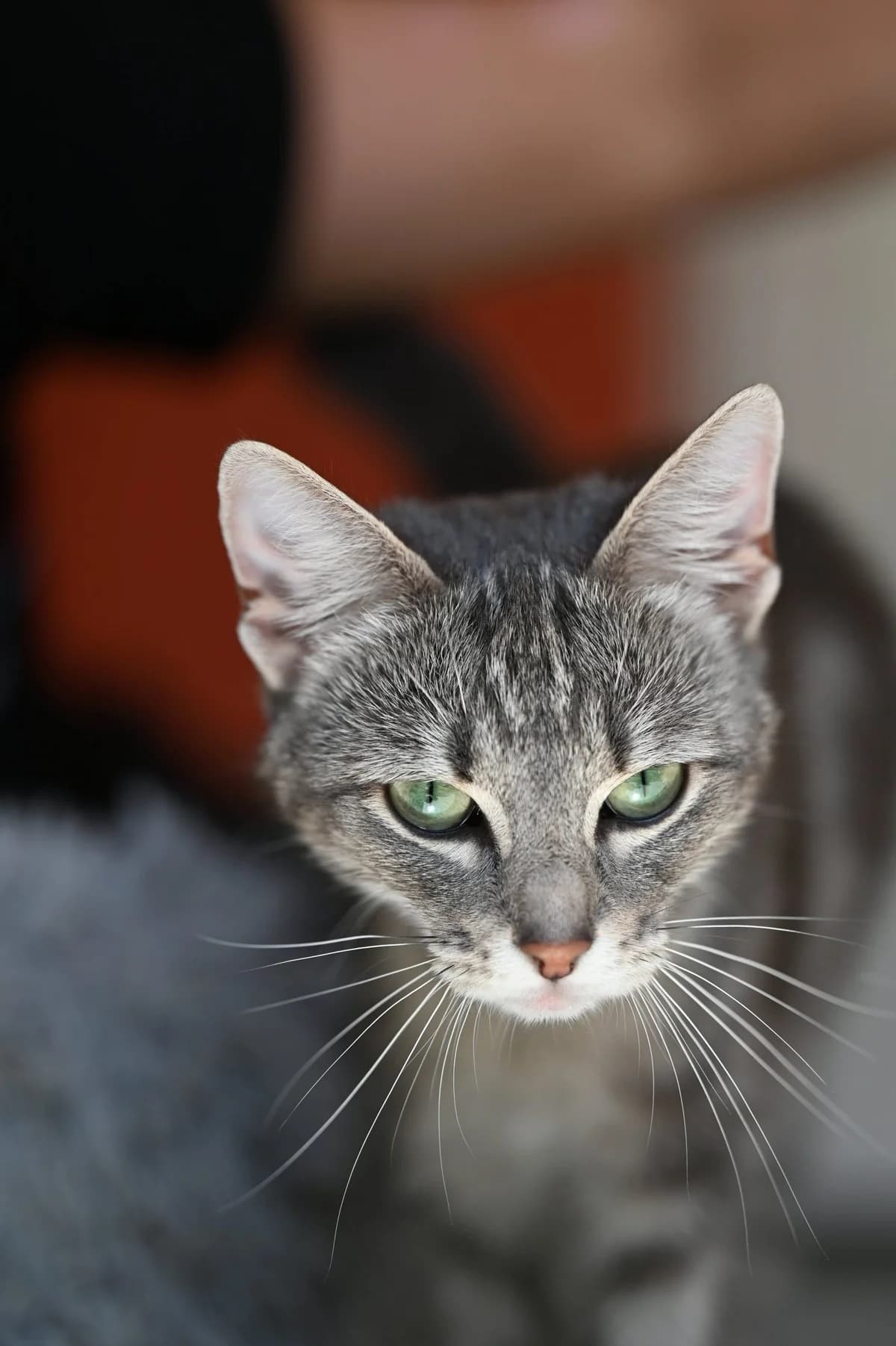 Mimi, Mixed Breed for adoption at Tierschutzverein Minden e.V., Minden