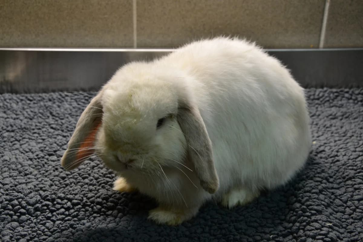 Moonpie, weiß Mixed Breed for adoption at Tierschutzverein Minden e.V., Minden