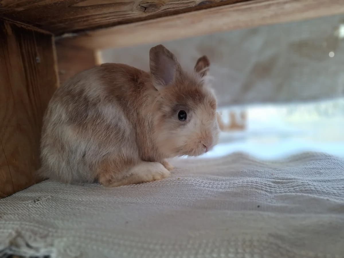 Morum, Mixed Breed for adoption at Tierschutzverein Minden e.V., Minden