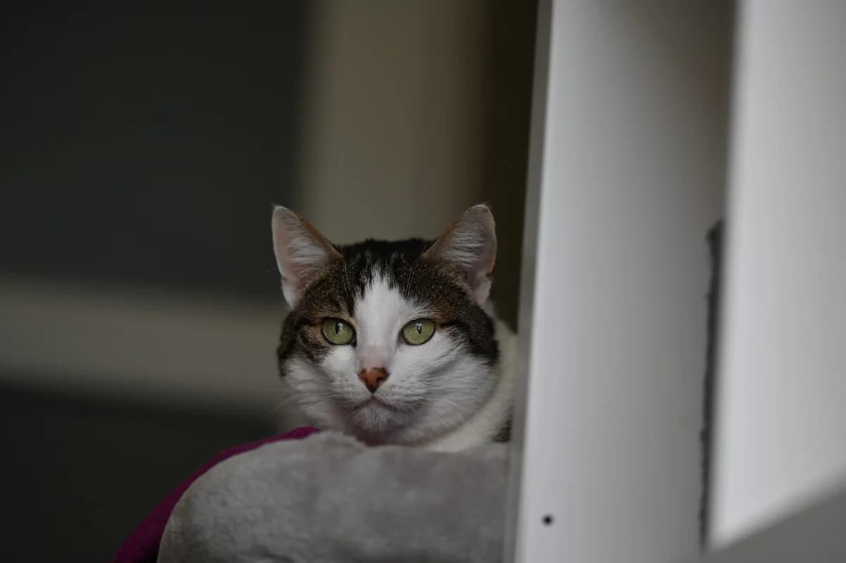 Mossia, Mixed Breed for adoption at Tierschutzverein Minden e.V., Minden