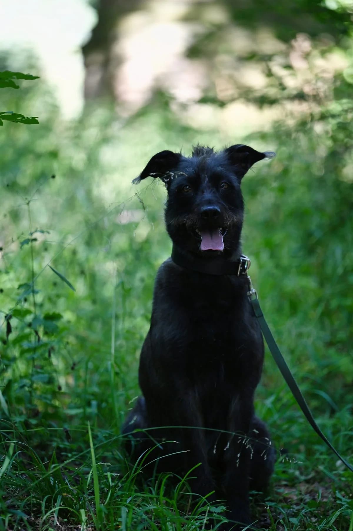 Nahima, female Mixed Breed for adoption at Tierschutzverein Minden e.V., Minden