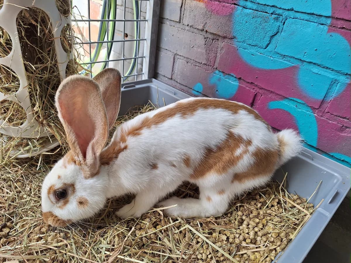Nanami, female Mixed Breed for adoption at Tierschutzverein Minden e.V., Minden