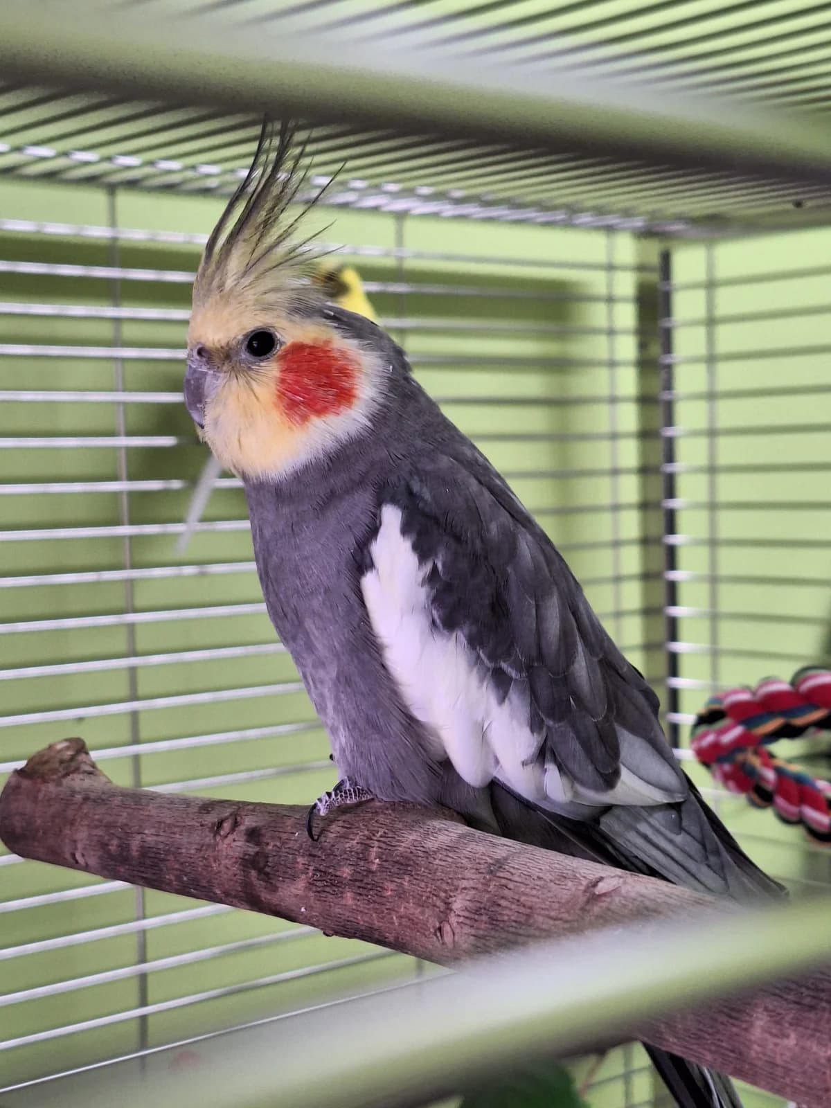 Nymphensittiche, Mixed Breed for adoption at Tierschutzverein Minden e.V., Minden