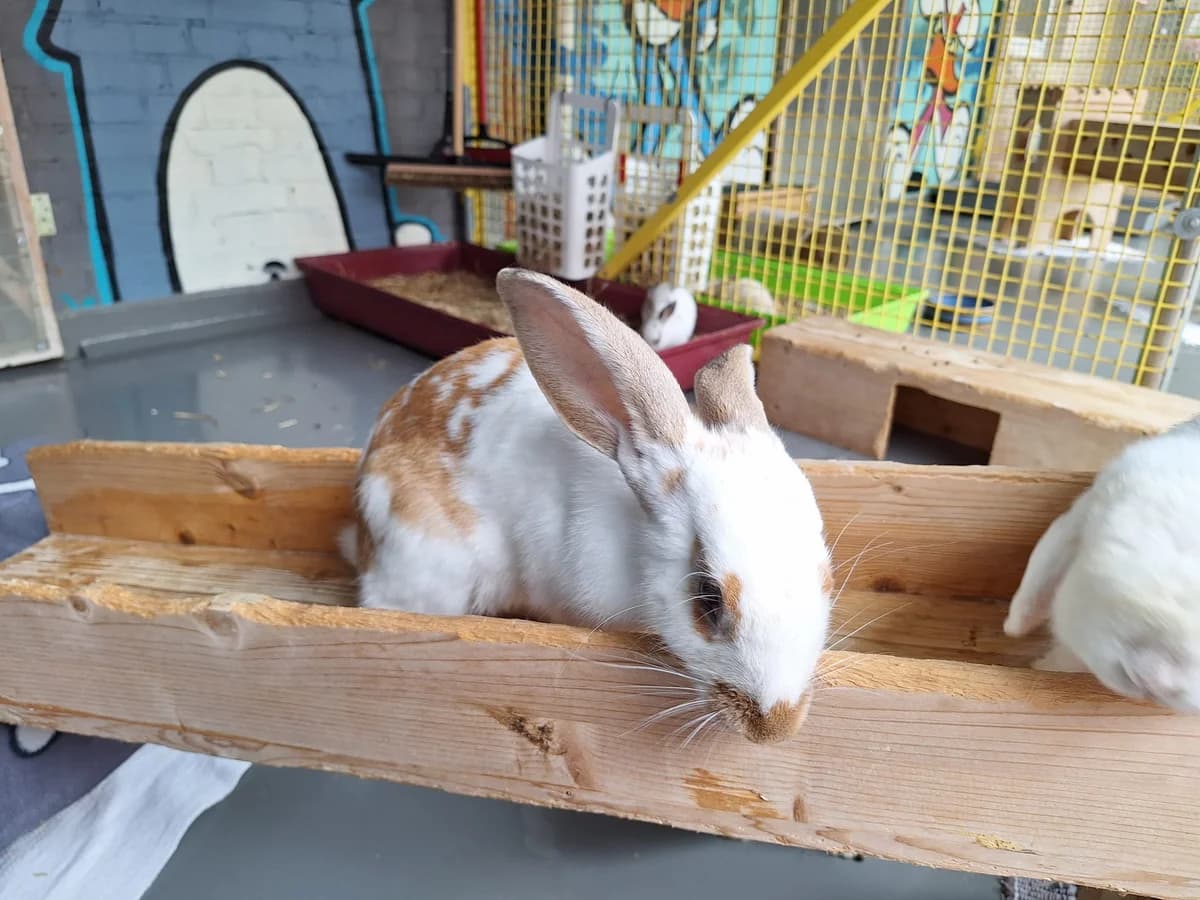 Shirasu, Mixed Breed for adoption at Tierschutzverein Minden e.V., Minden