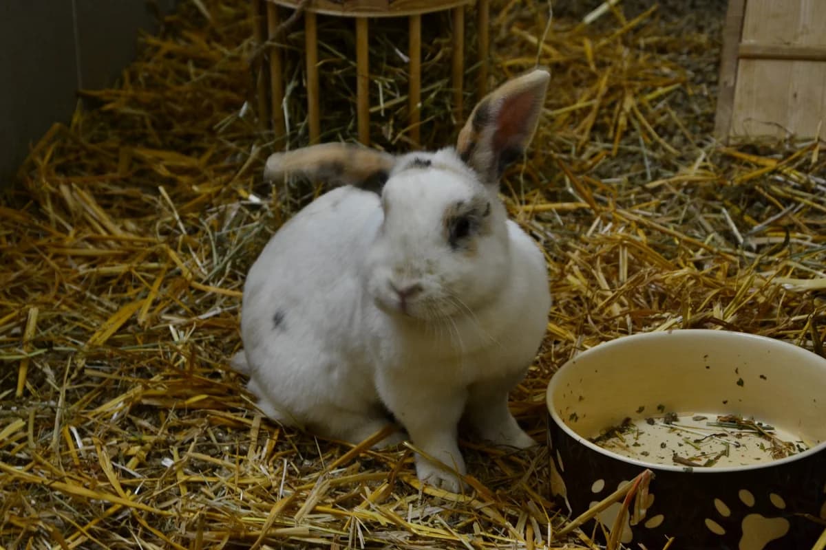 Smilla, Mixed Breed for adoption at Tierschutzverein Minden e.V., Minden