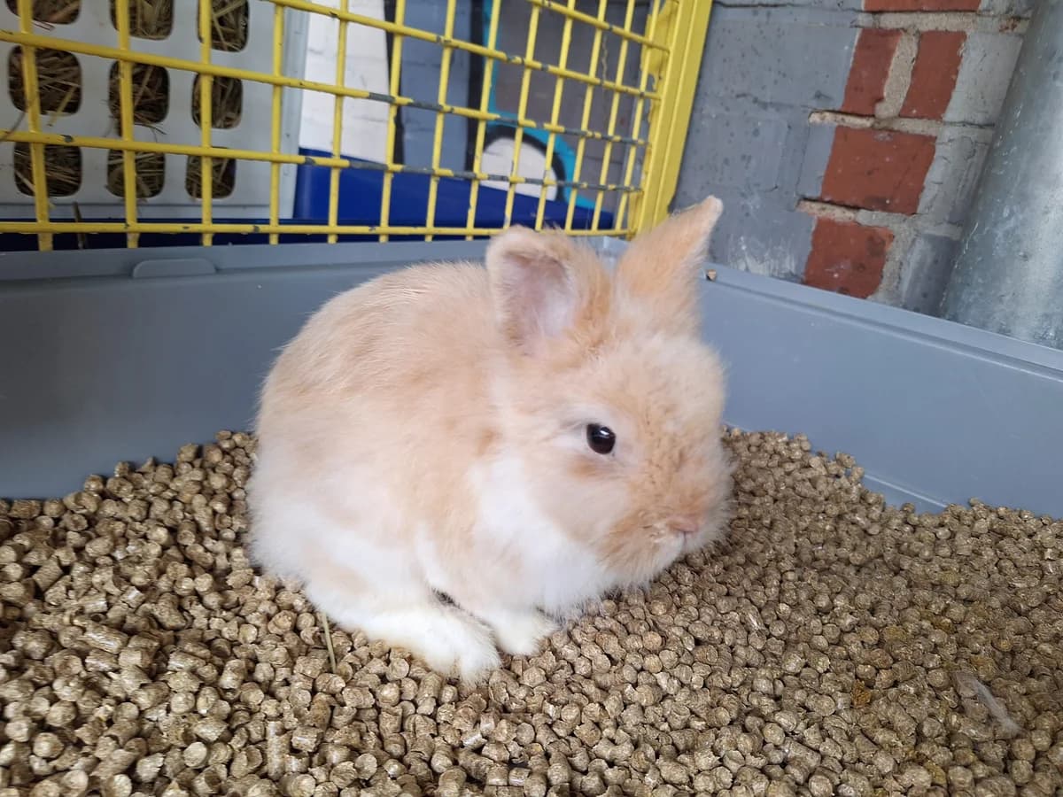 Stoense, Mixed Breed for adoption at Tierschutzverein Minden e.V., Minden