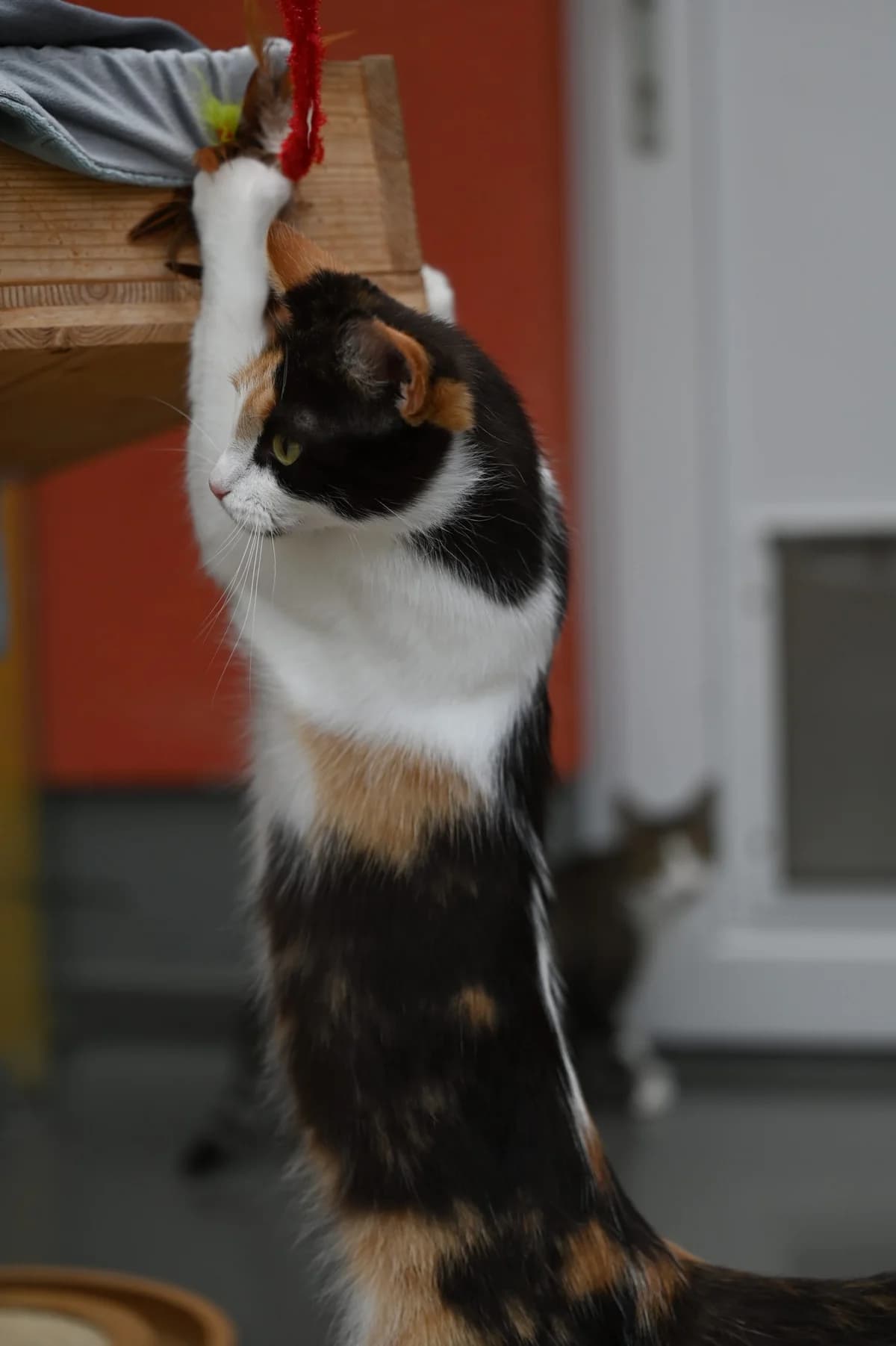 Stressarella, Mixed Breed for adoption at Tierschutzverein Minden e.V., Minden