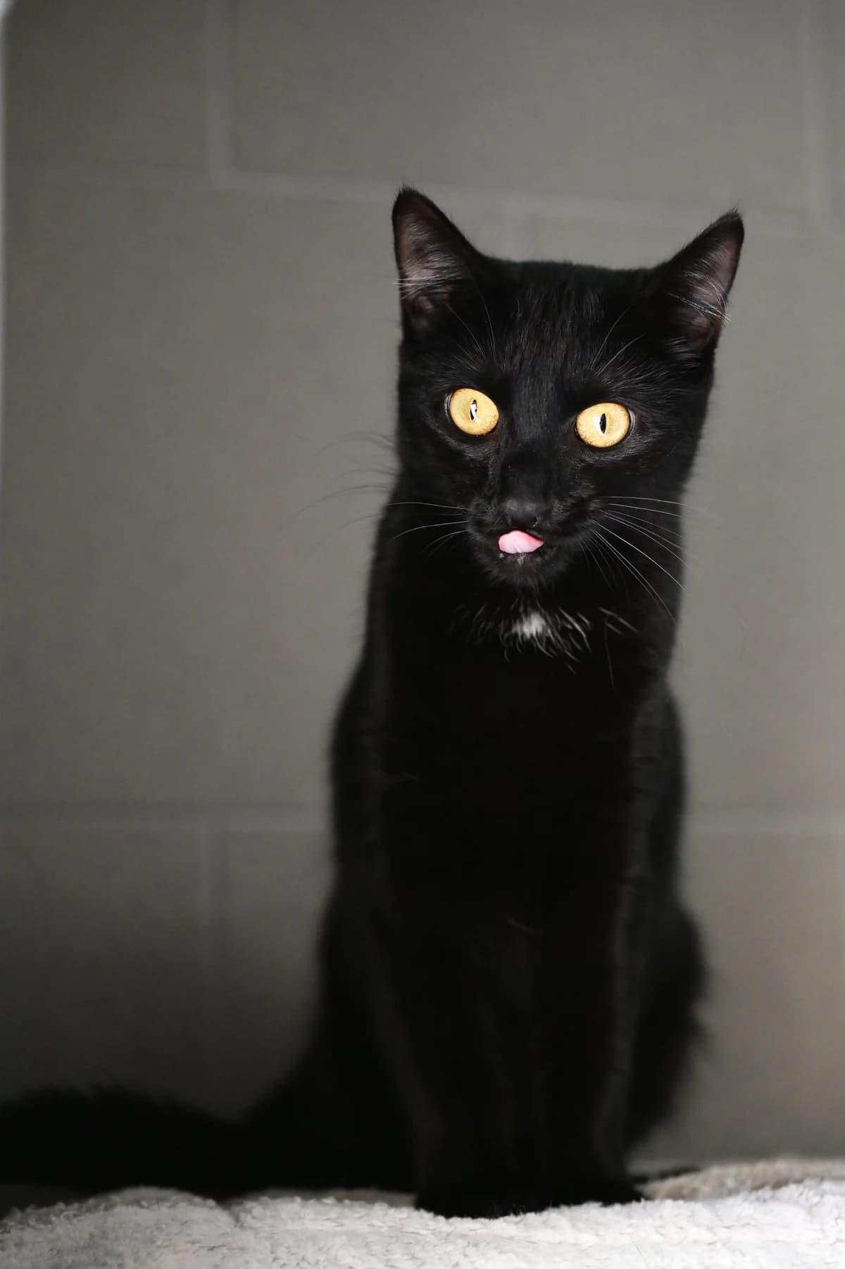 Sumi, Mixed Breed for adoption at Tierschutzverein Minden e.V., Minden