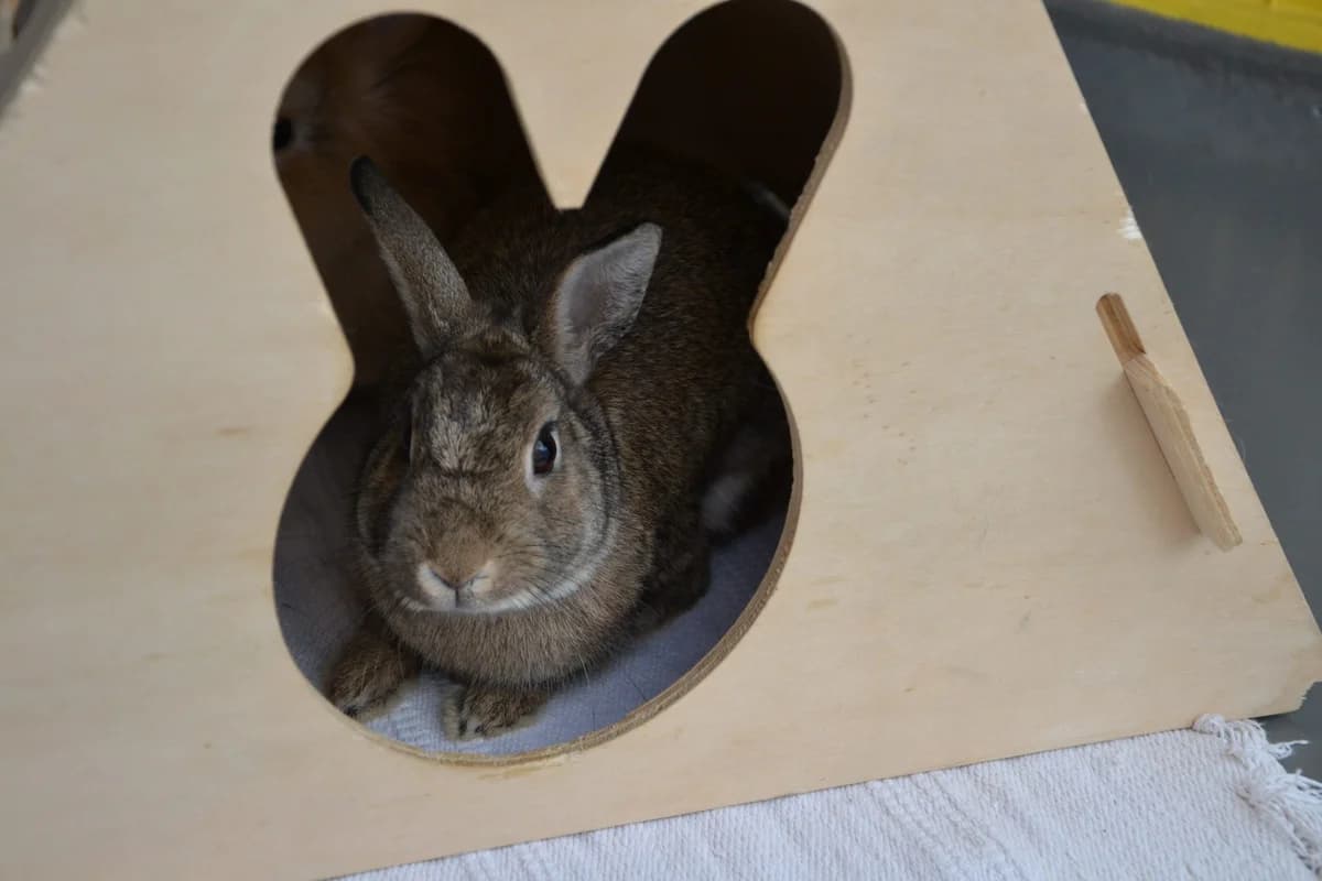 Tahira, Mixed Breed for adoption at Tierschutzverein Minden e.V., Minden