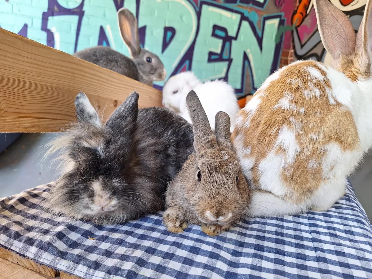Tine, Mixed Breed for adoption at Tierschutzverein Minden e.V., Minden