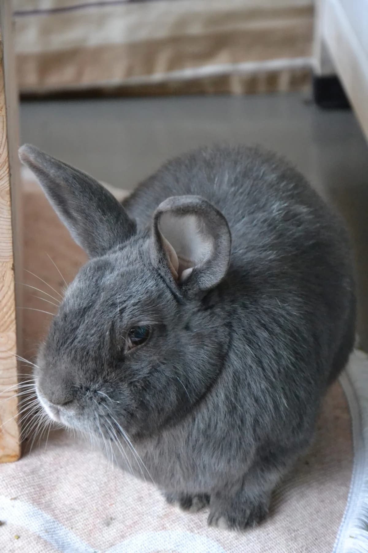 Toe, senior Mixed Breed for adoption at Tierschutzverein Minden e.V., Minden