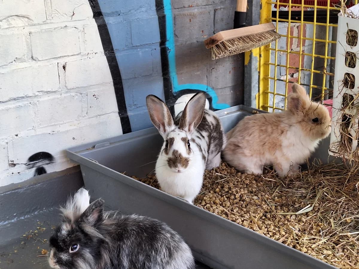 Vanillivi, Mixed Breed for adoption at Tierschutzverein Minden e.V., Minden