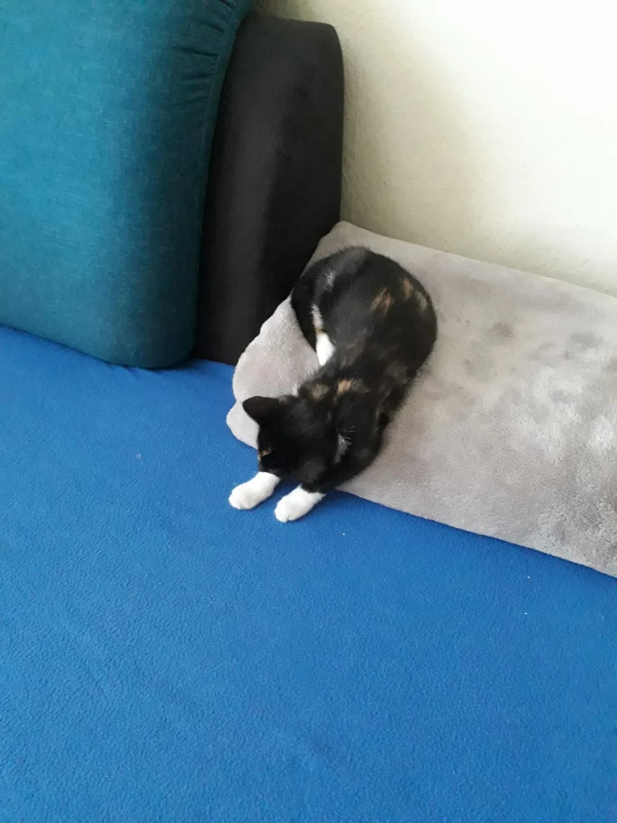 Veggie, Mixed Breed for adoption at Tierschutzverein Minden e.V., Minden