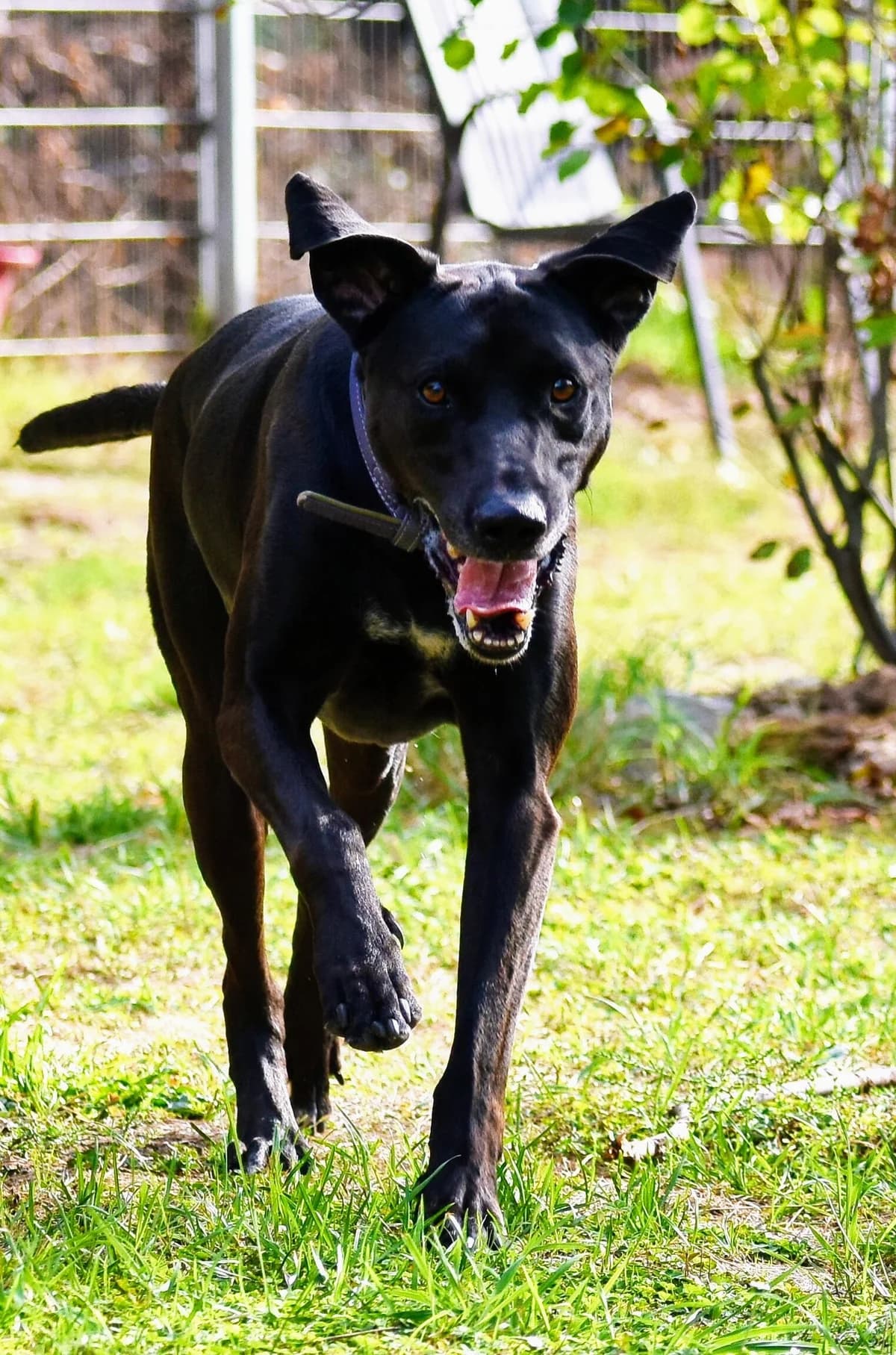 Vito, male Mixed Breed for adoption at Tierschutzverein Minden e.V., Minden
