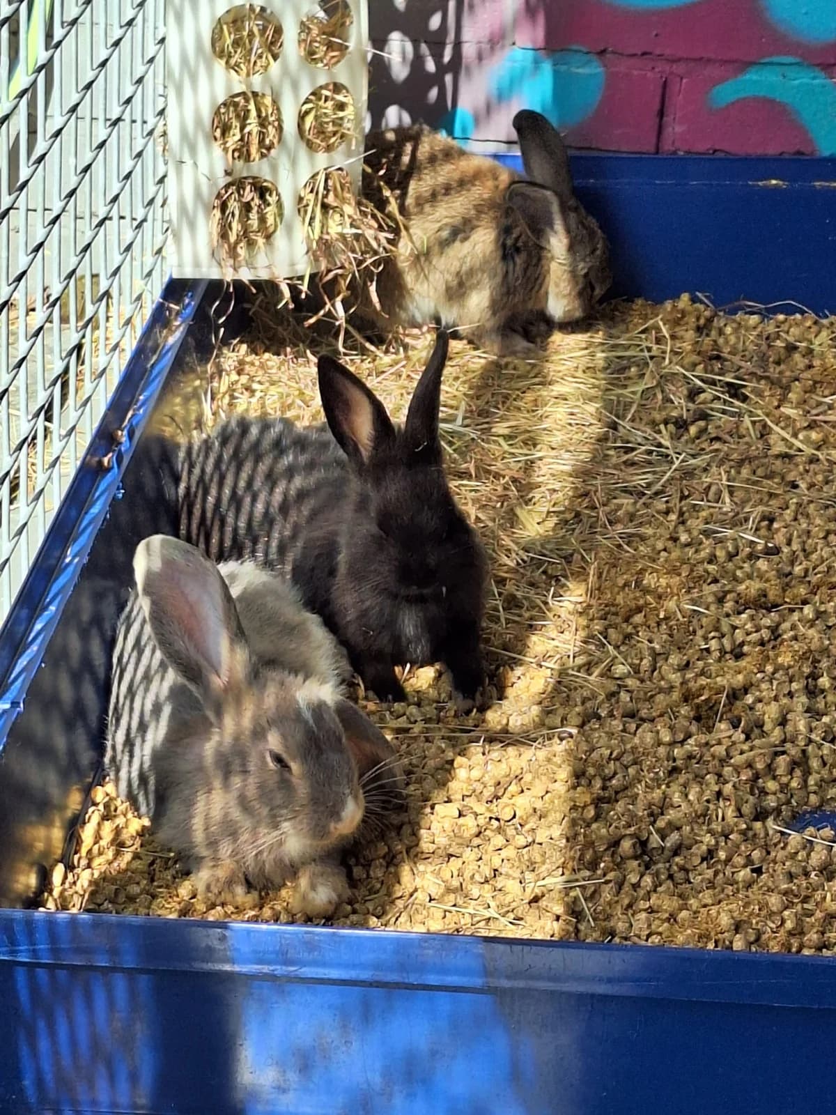 Void, Mixed Breed for adoption at Tierschutzverein Minden e.V., Minden