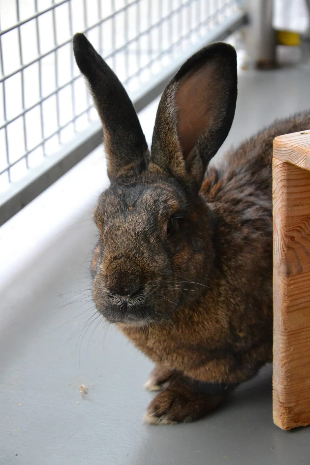 Wilfried, Mixed Breed for adoption at Tierschutzverein Minden e.V., Minden