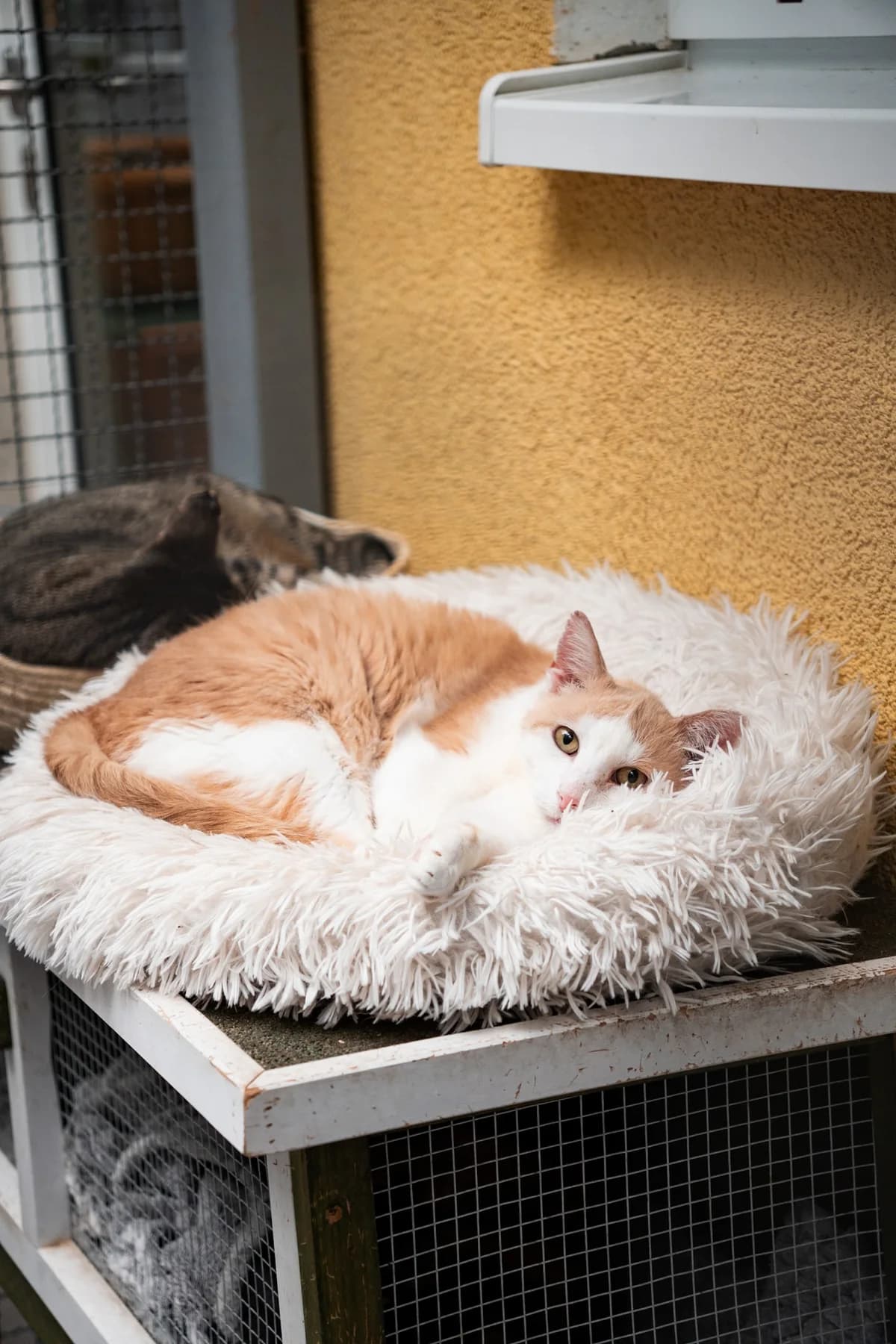 Big Daddy, male senior European Shorthair for adoption at Wally-Bangert-Tierheim Lohr am Main