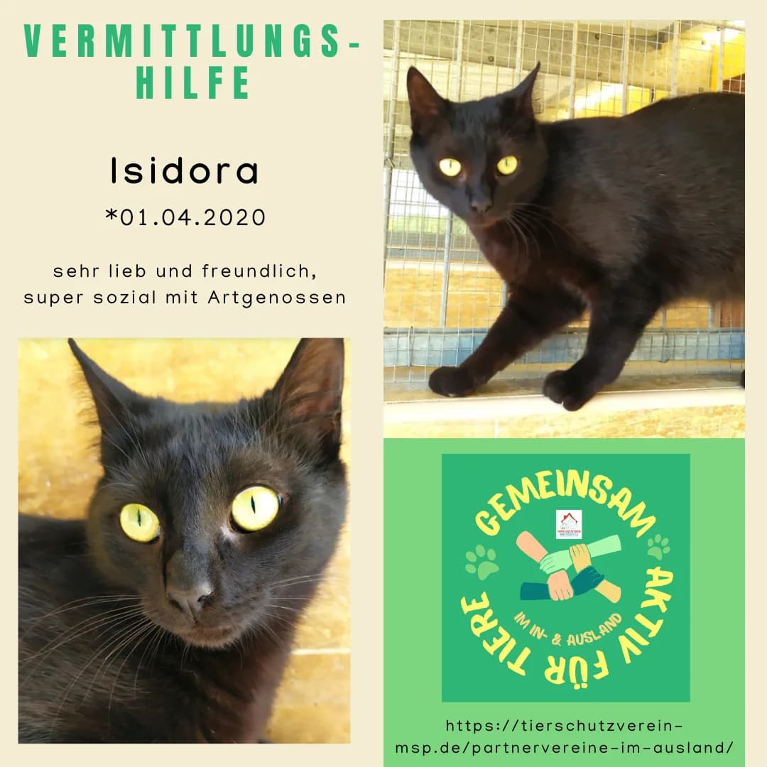 Vermittlungshilfe Isidora, female European Shorthair for adoption at Wally-Bangert-Tierheim Lohr am Main
