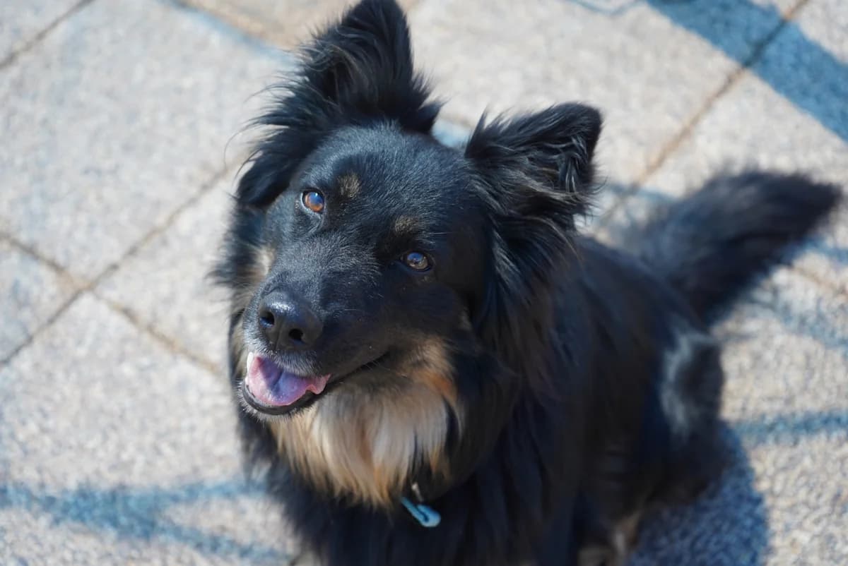 Kiki, female young mixed breed for adoption at Wally-Bangert-Tierheim Lohr am Main