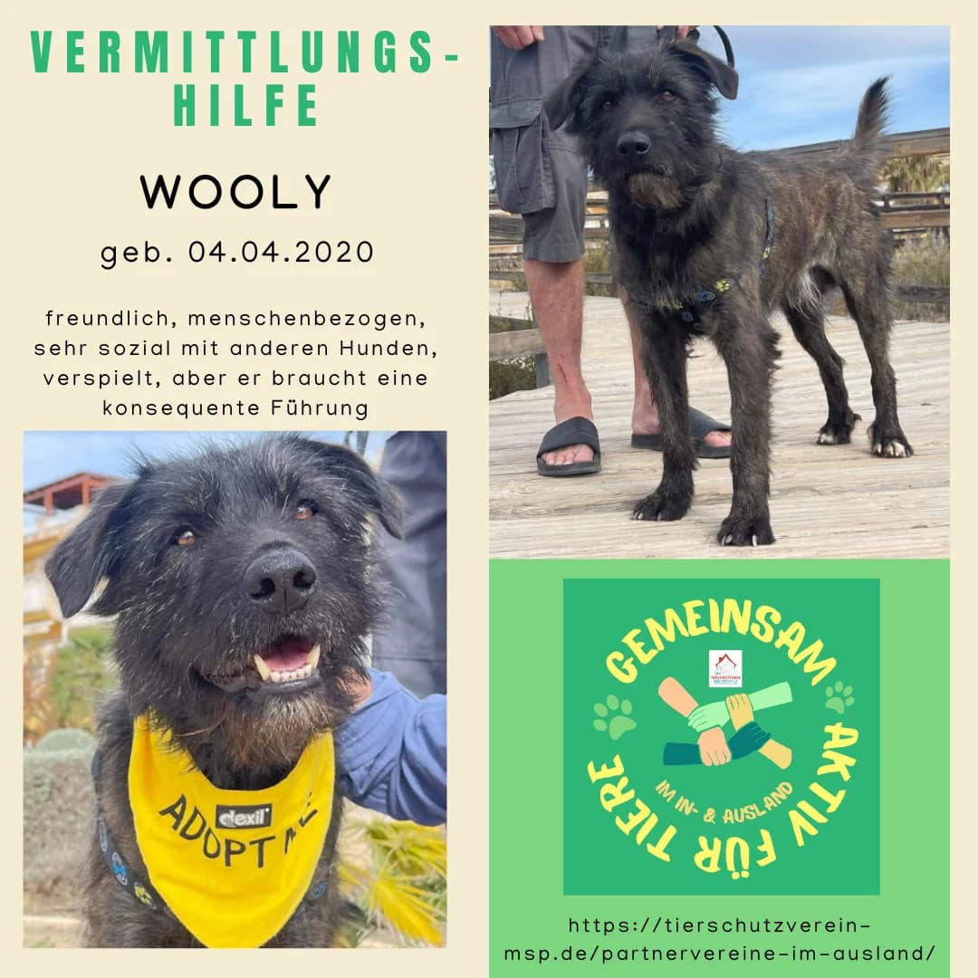 Wooly Vermittlungshilfe, male Mixed Breed for adoption at Wally-Bangert-Tierheim Lohr am Main