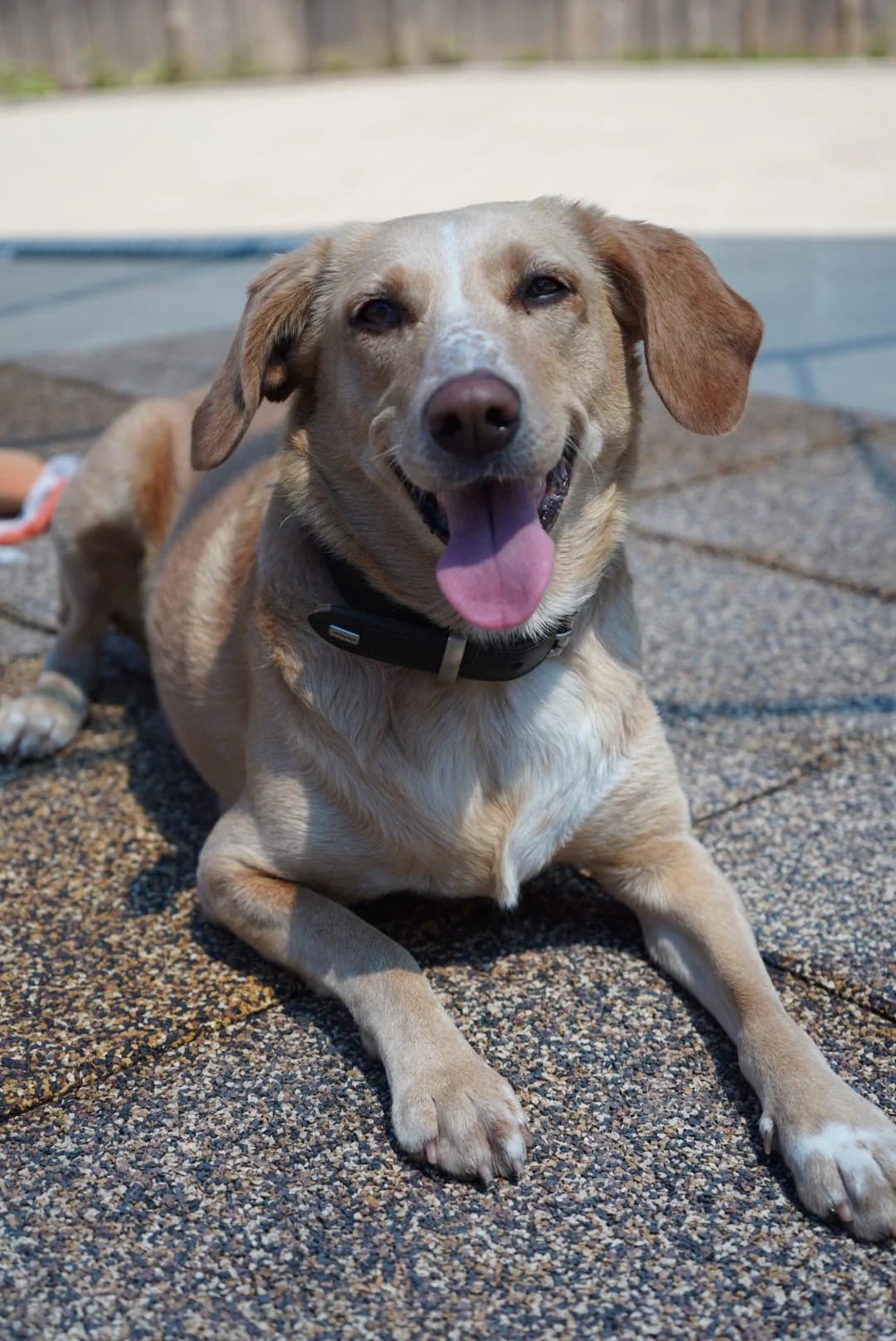 Sunny, female Mixed Breed for adoption at Wally-Bangert-Tierheim Lohr am Main
