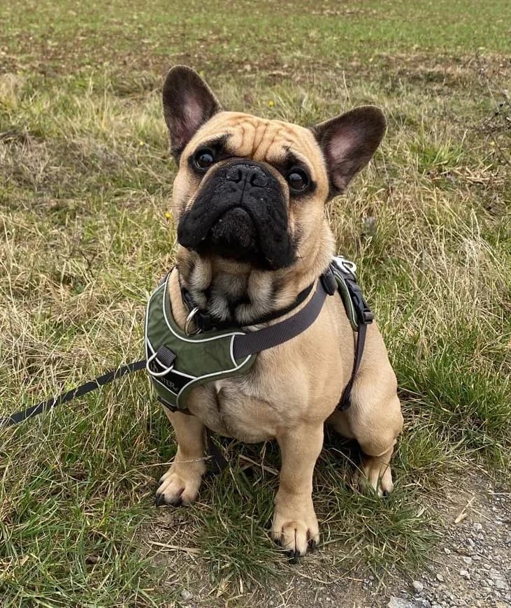 Buddy Vermittlungshilfe, male 6yo French Bulldog for adoption at Wally-Bangert-Tierheim Lohr am Main