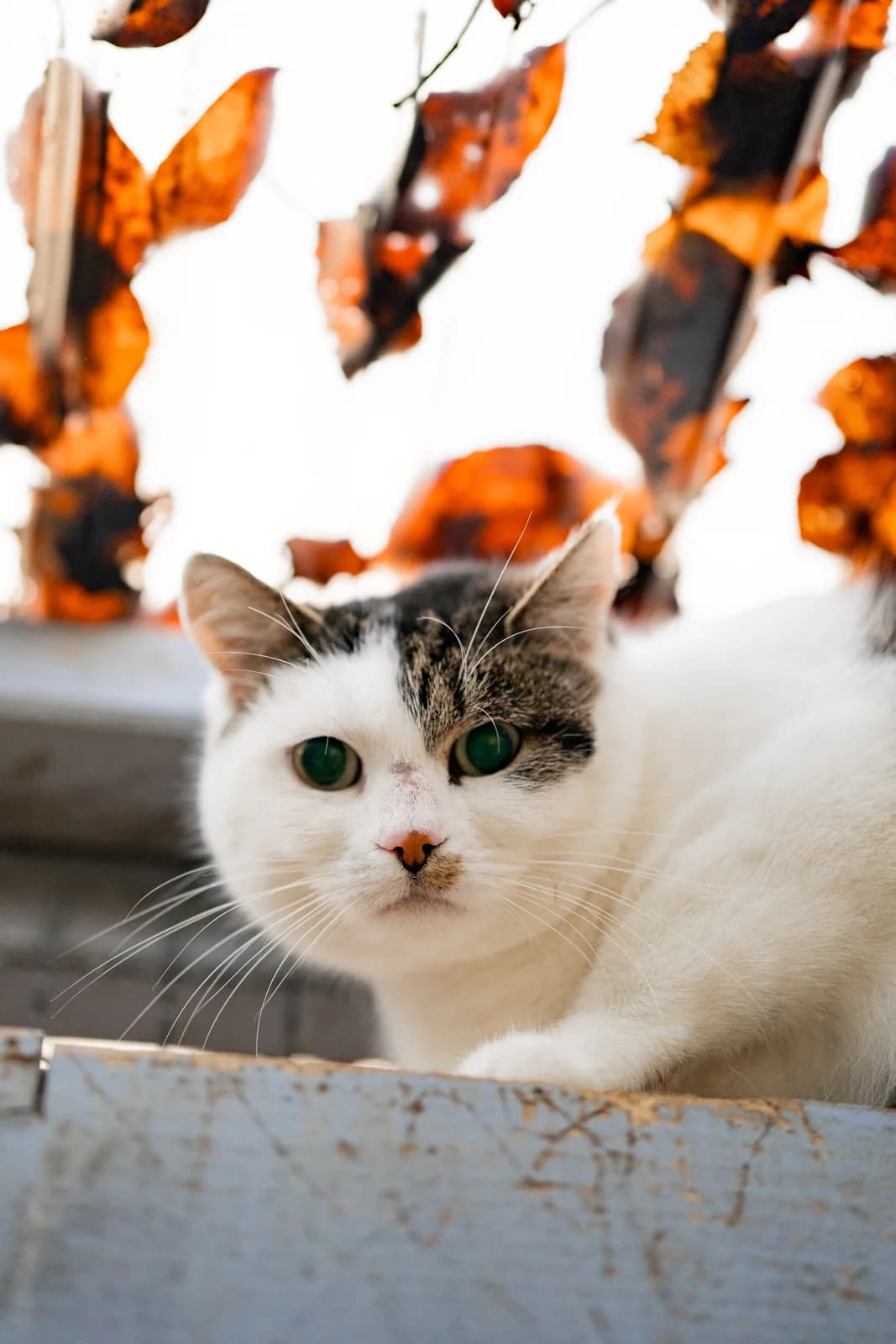 Liese, female young European Shorthair for adoption at Wally-Bangert-Tierheim Lohr am Main