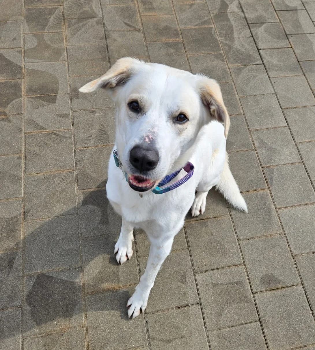 Samy, male young mixed breed for adoption at Wally-Bangert-Tierheim Lohr am Main