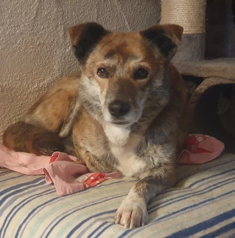 Leslie Vermittlungshilfe, female 7yo Mixed Breed for adoption at Wally-Bangert-Tierheim Lohr am Main