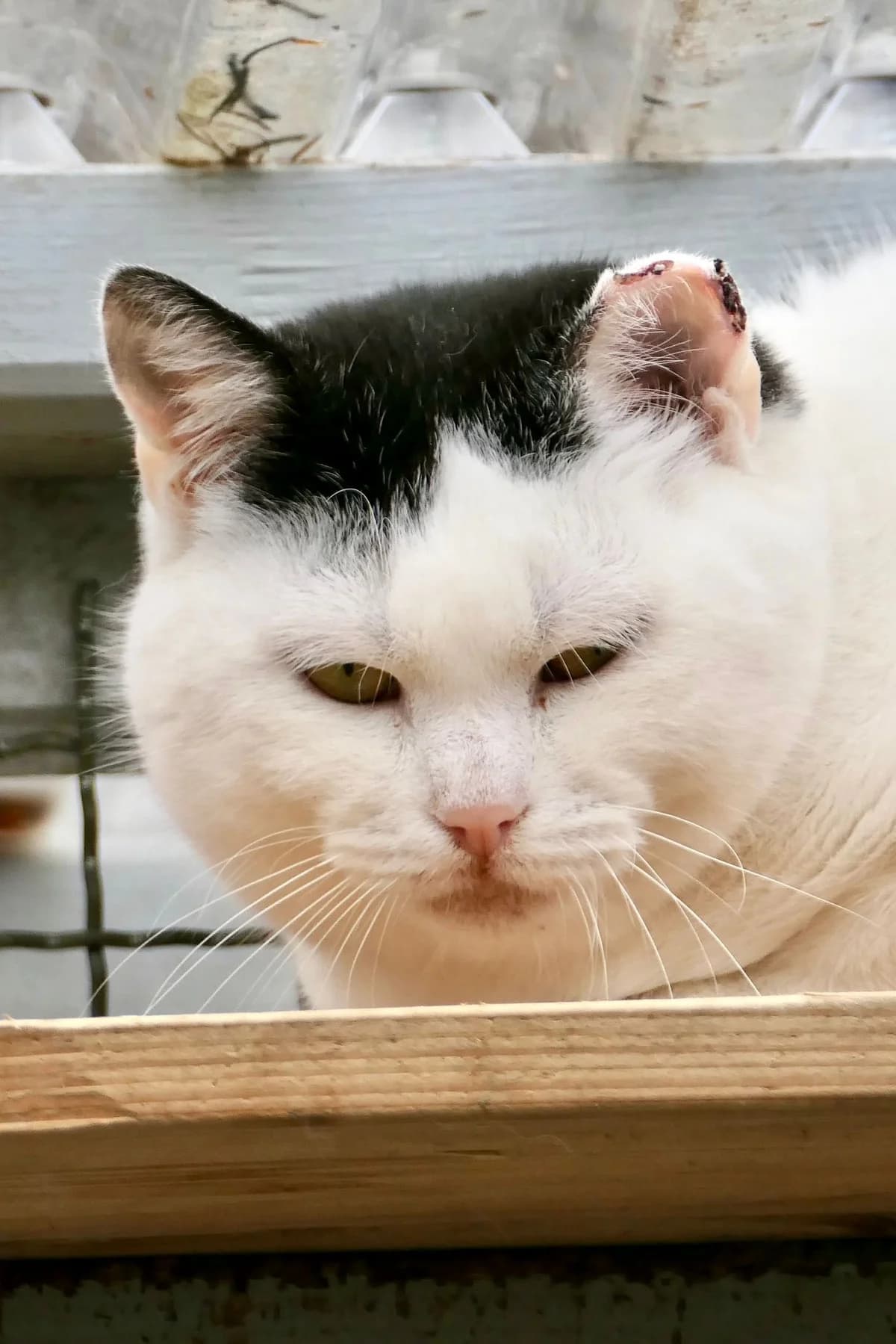 Felicia, female European Shorthair for adoption at Wally-Bangert-Tierheim Lohr am Main
