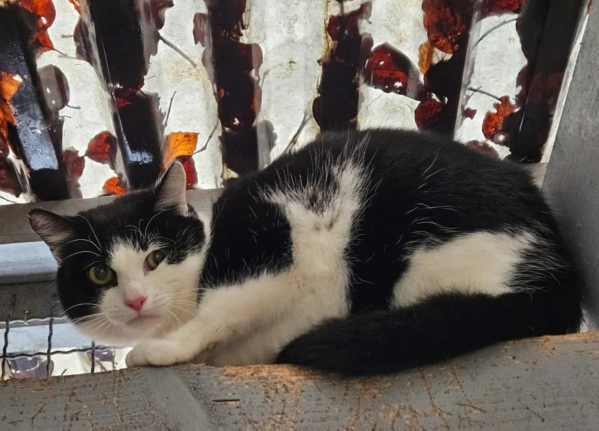 Zahir, male young European Shorthair for adoption at Wally-Bangert-Tierheim Lohr am Main