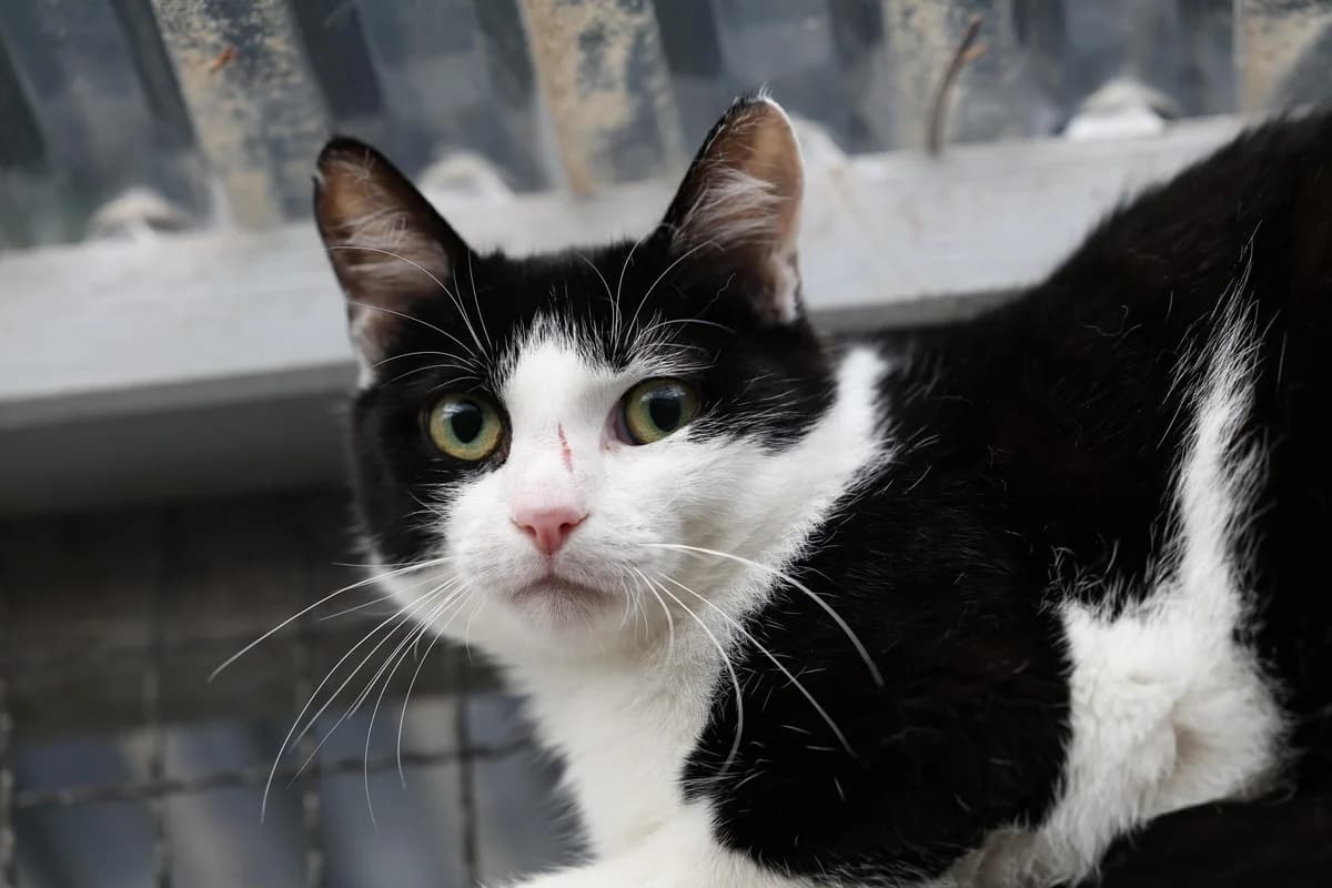Zahir, male young European Shorthair for adoption at Wally-Bangert-Tierheim Lohr am Main