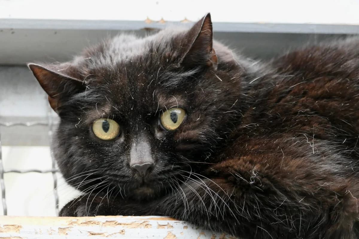 Cleo, female young European Shorthair for adoption at Wally-Bangert-Tierheim Lohr am Main
