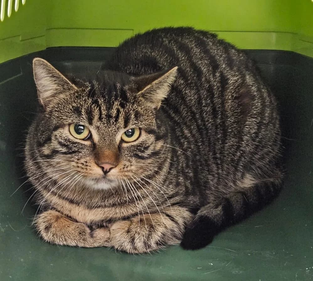 Frederike, braun female young European Shorthair for adoption at Wally-Bangert-Tierheim Lohr am Main