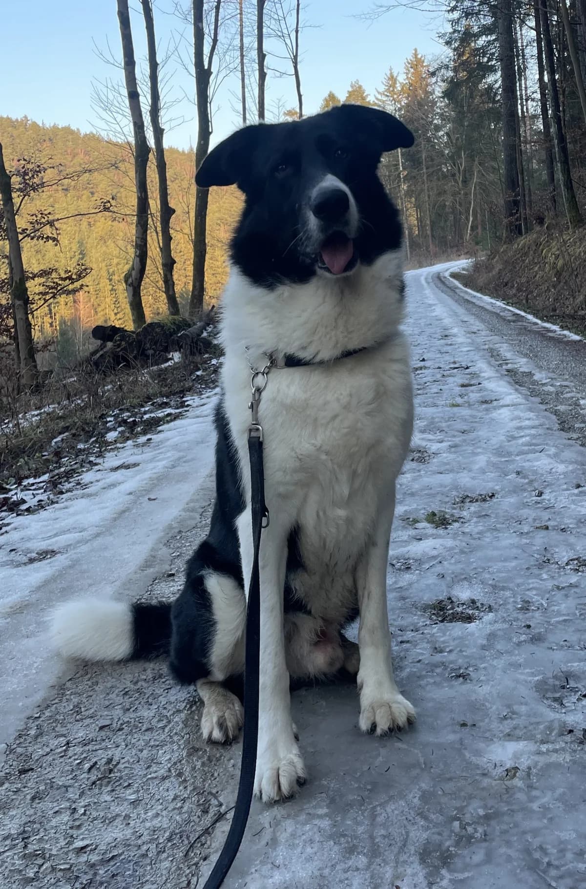 Baikal Vermittlungshilfe, male 6yo mixed breed for adoption at Wally-Bangert-Tierheim Lohr am Main