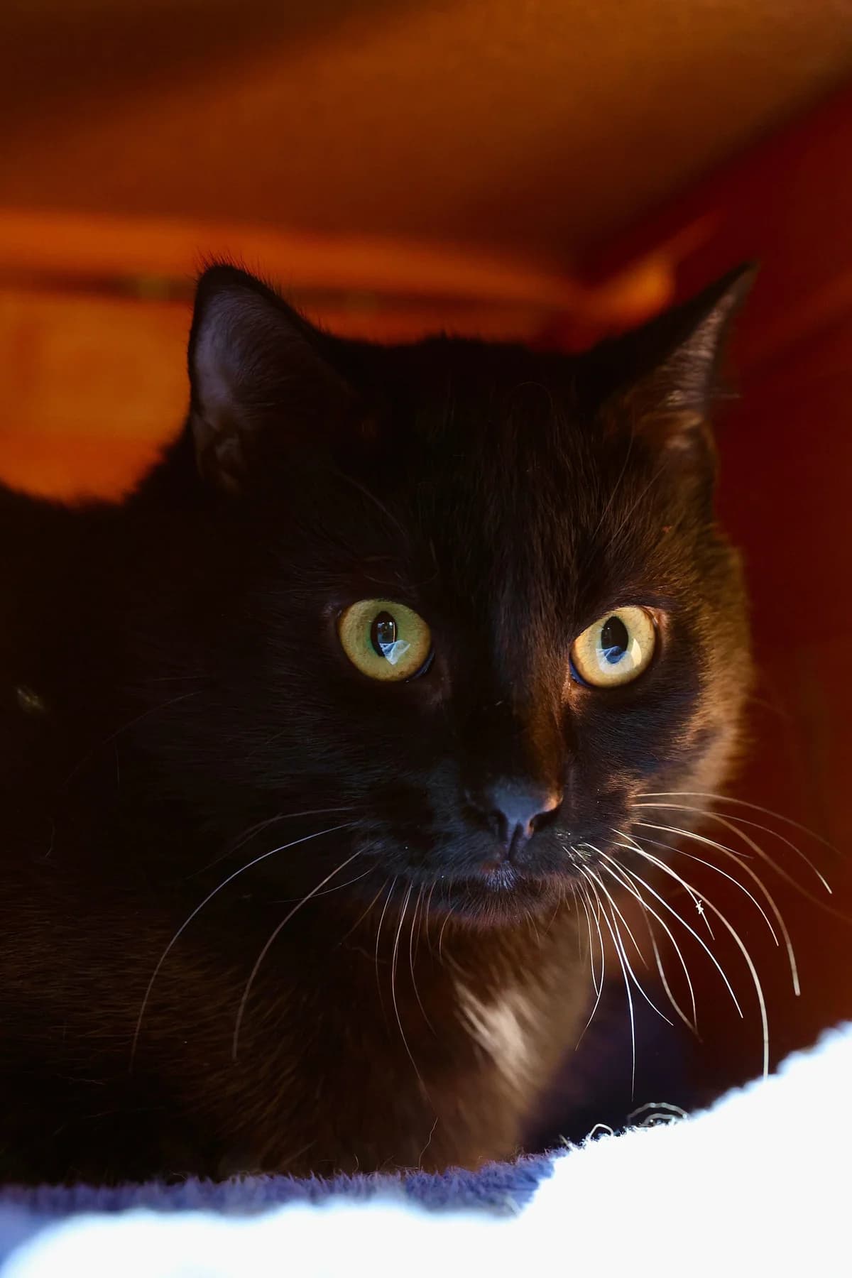 Frederik, male European Shorthair for adoption at Wally-Bangert-Tierheim Lohr am Main