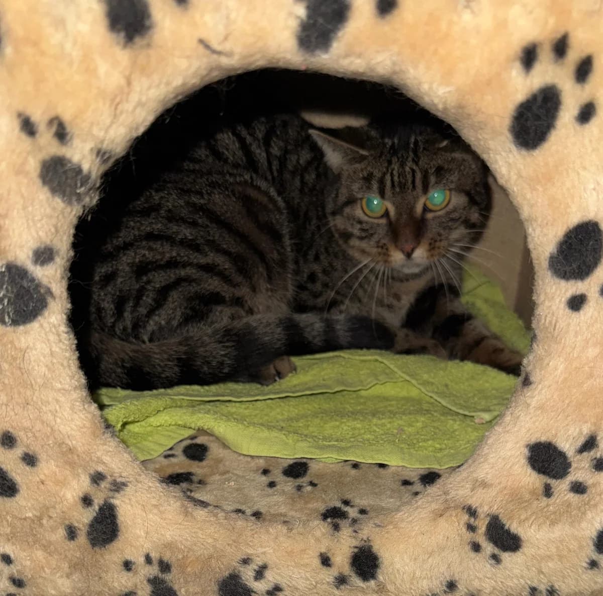 Frieda, female young European Shorthair for adoption at Wally-Bangert-Tierheim Lohr am Main