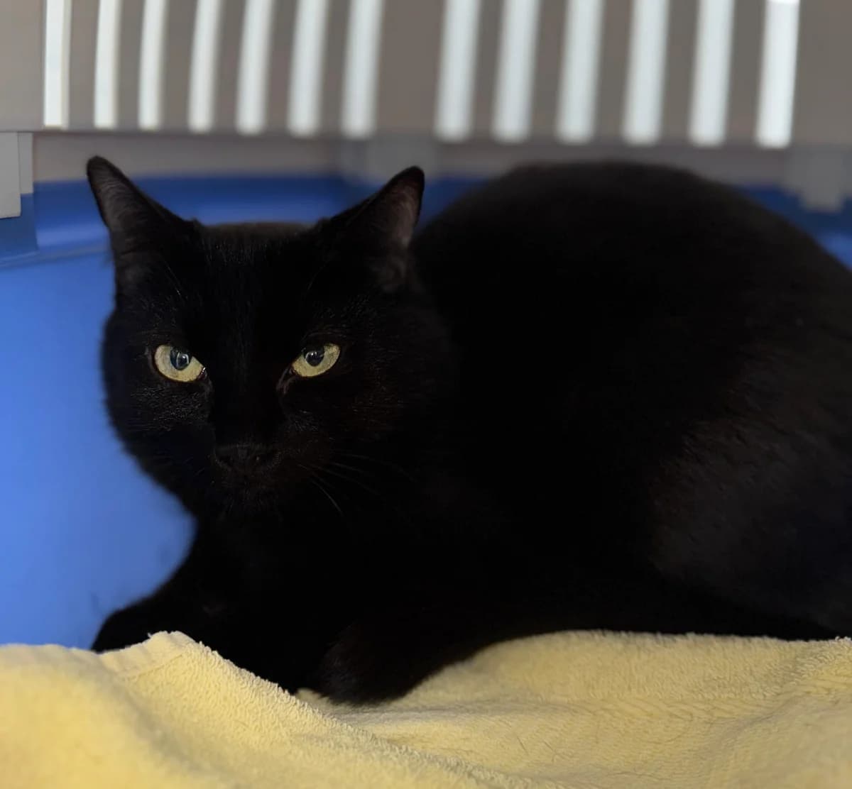 Franzi, female young European Shorthair for adoption at Wally-Bangert-Tierheim Lohr am Main