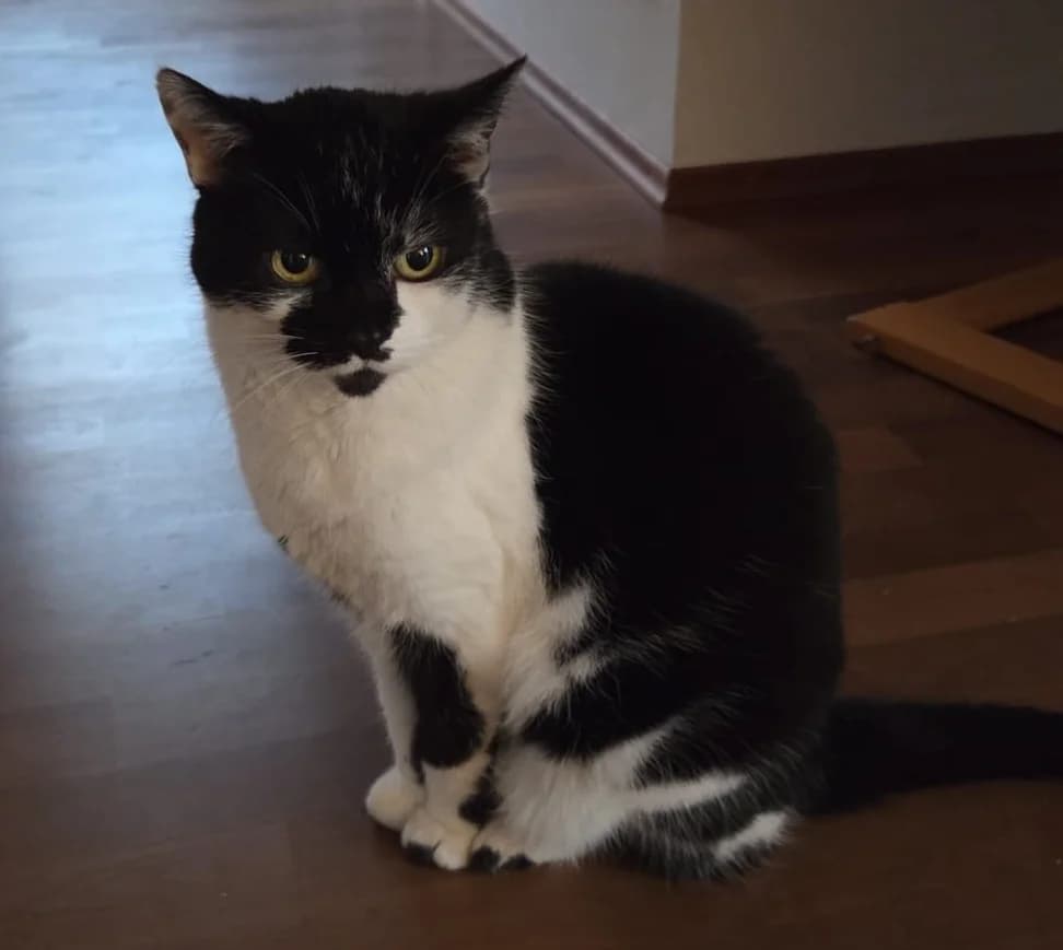 Lolita, schwarz female senior European Shorthair for adoption at Wally-Bangert-Tierheim Lohr am Main