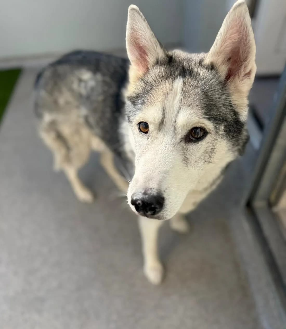 Nanuk, male senior Husky for adoption at Wally-Bangert-Tierheim Lohr am Main