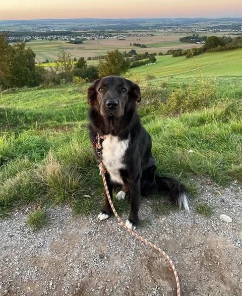 Jockey Vermittlungshilfe, male 5yo Mixed Breed for adoption at Wally-Bangert-Tierheim Lohr am Main