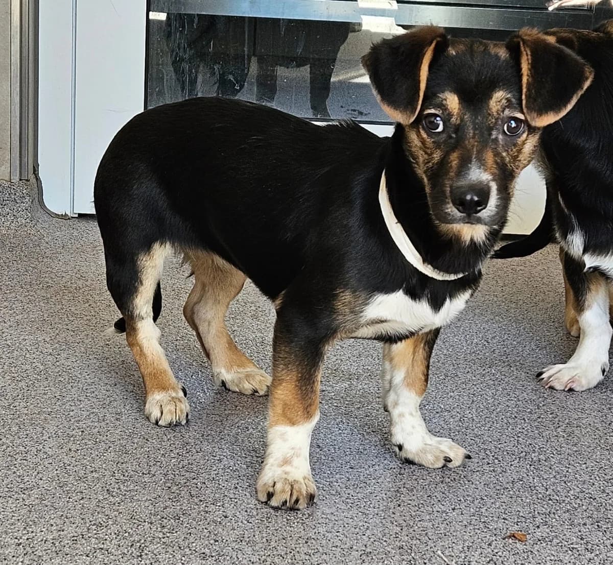 Wanda, female young Mixed Breed for adoption at Wally-Bangert-Tierheim Lohr am Main