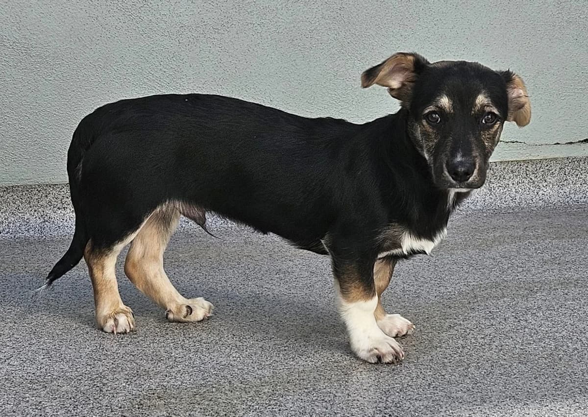 Willi, male young Mixed Breed for adoption at Wally-Bangert-Tierheim Lohr am Main