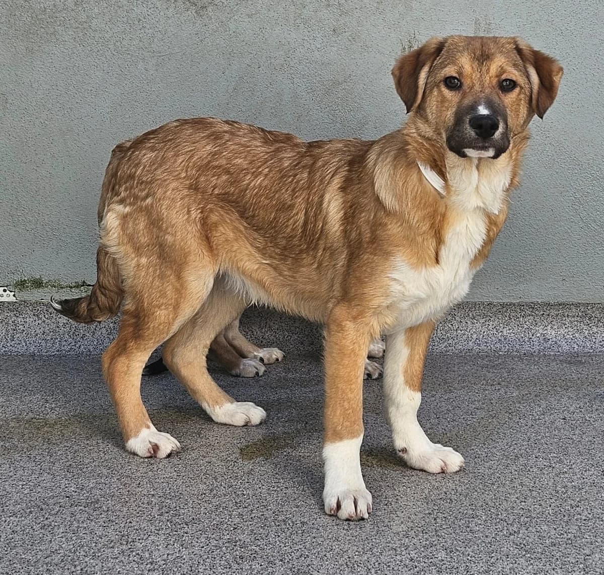 Whiskey, male young Mixed Breed for adoption at Wally-Bangert-Tierheim Lohr am Main