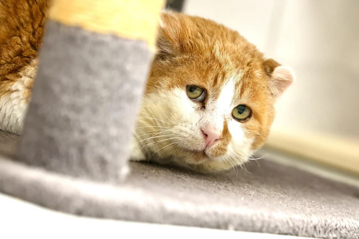 Matze, male senior European Shorthair for adoption at Wally-Bangert-Tierheim Lohr am Main