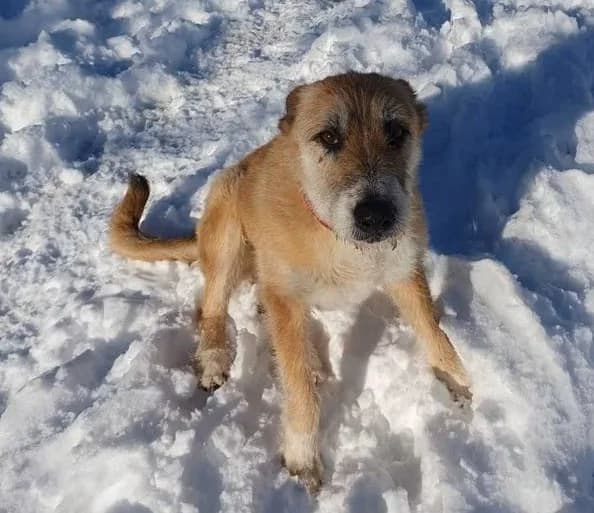 Suna Vermittlungshilfe, female 7yo mixed breed for adoption at Wally-Bangert-Tierheim Lohr am Main