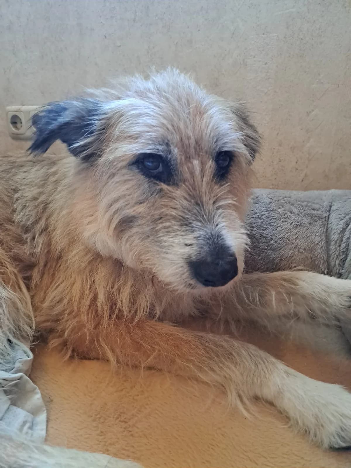 Suna Vermittlungshilfe, female 7yo mixed breed for adoption at Wally-Bangert-Tierheim Lohr am Main
