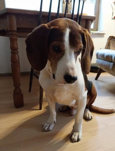 Porutschek Vermittlungshilfe, male senior Mixed Breed for adoption at Wally-Bangert-Tierheim Lohr am Main