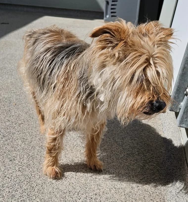 Balou, male puppy mixed breed for adoption at Wally-Bangert-Tierheim Lohr am Main